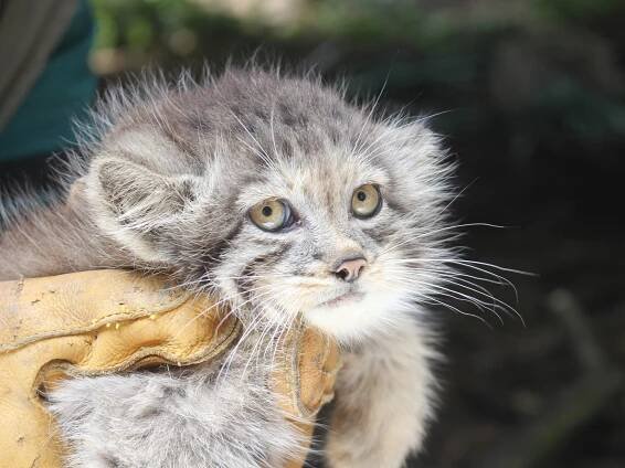 Manulové, žirafa i rosomák. V brněnské zoo se letos narodilo téměř 200 mláďat
