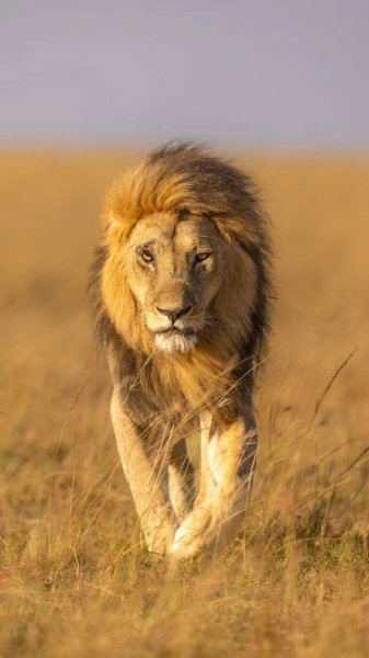 bezplatná Majestátní Lev Na Pastvinách Masai Mara Základová fotografie