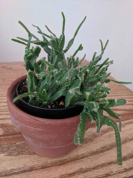 Cache Pots Indoors