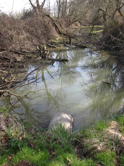 South Slough Restoration