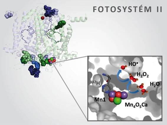 Biofyzici popsali mechanismus vzniku nebezpečných volných radikálů ve fotosyntéze: Žurnál Online / Zpravodajství z UP