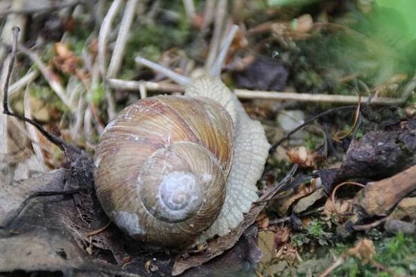 Hlemýžď zahradní (Helix pomatia)
