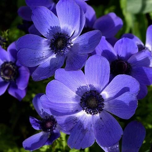 Sasanka Mr. Fokker – Anemone coronaria – hlízy sasanky