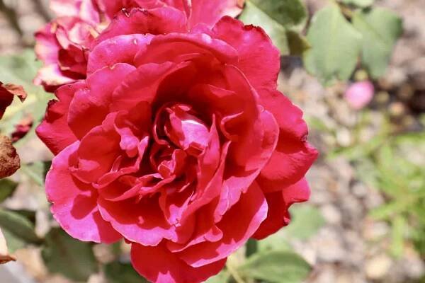 Rose at Florida Botanical Gardens, Largo, FL