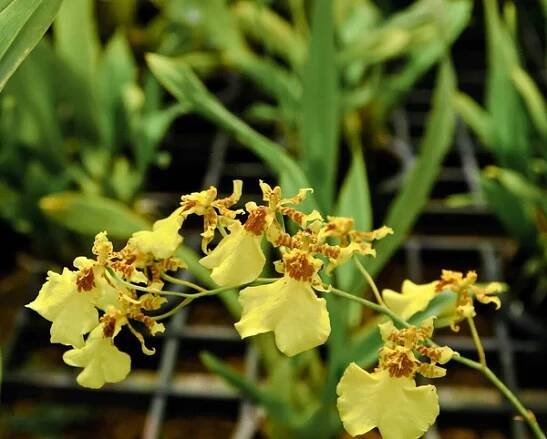 Žlutý oncidium goldiana orchidej květ — Stock obrázek