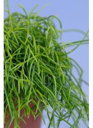 Rhipsalis průměr květináče 10,5 cm Rhipsalis cassutha