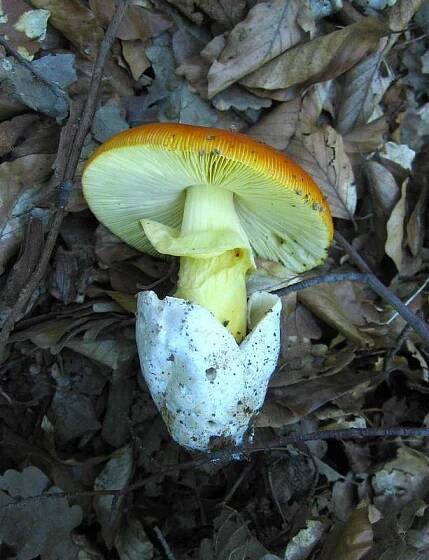 Obrázek - Amanita caesarea (muchomůrka císařka) | BioLib.cz