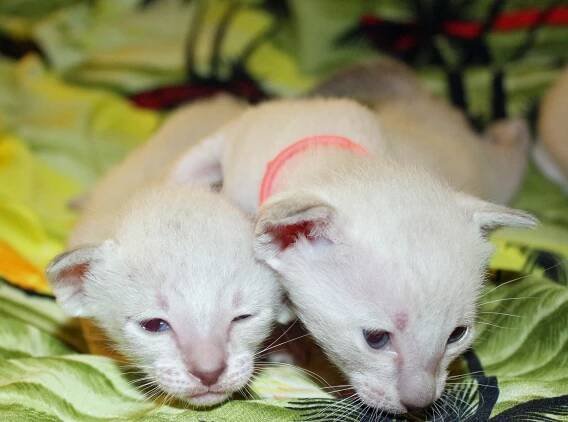 Jazmine’s first litter at two weeks