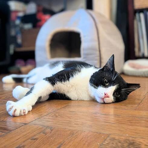 Cats Archive - Brooklyn Cat Cafe