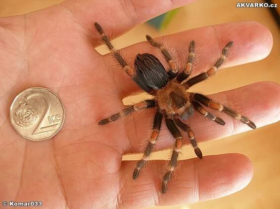 Ferda - Brachypelma Auratum - AKVARKO.cz