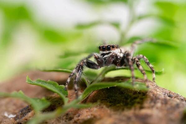 bezplatná Základová fotografie zdarma na téma arachnida, arachnofobie, barevný kontrast Základová fotografie