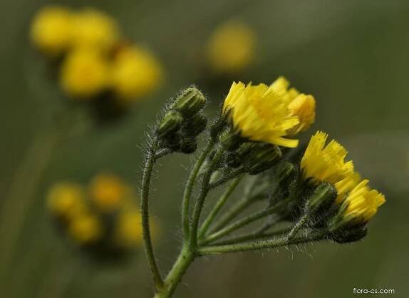 Chlupáček hustokvětý - Pilosella densiflora