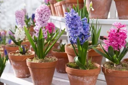 O destilaci hyacintu v hrnci doma (výsadba, péče, pěstování)