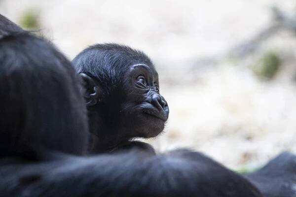 V pražské zoo se letos narodilo druhé gorilí mládě