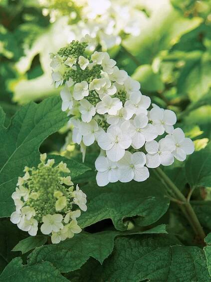 The 19 Best White Hydrangeas for Your Garden