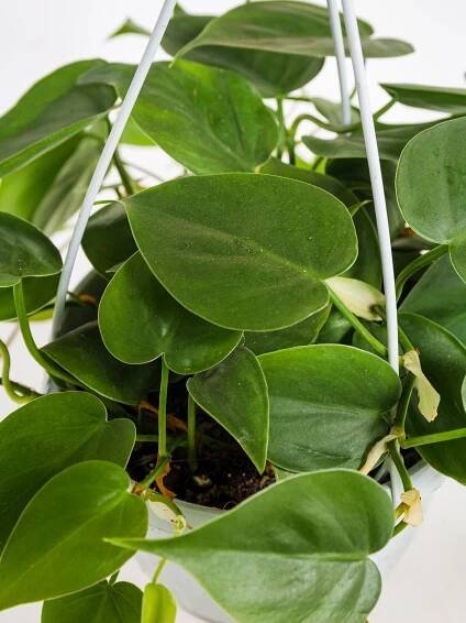 Filodendron, Philodendron Scandens, závěs,17 cm, skladem | ZAZUMi.cz