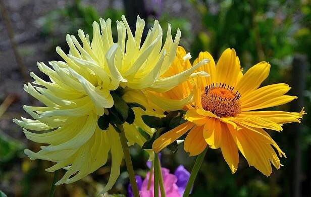 Gerbera, Germini, Květinové Pozadí