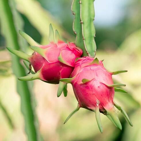 Pitahaya Červená Semena Dračí Ovoce Kaktus Velmi chutné ovoce 20 kusů