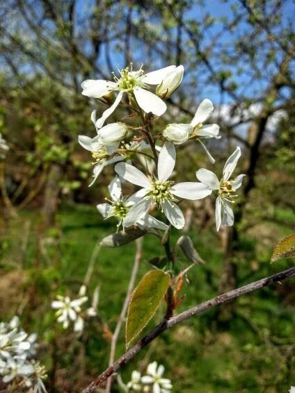 Muchovník lamarckův (Amelanchier lamarckii)