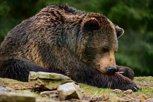 Now we know why hibernating bears don’t get blood clots - Connecting Research