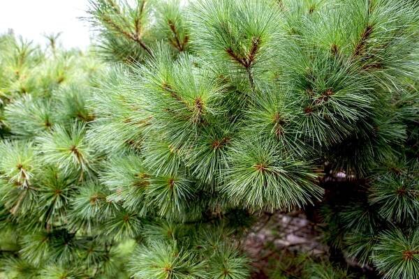 Yes, You Can Grow Your Own Christmas Tree—How to Grow and Care for Eastern White Pine
