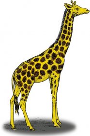 Vektorový obrázek, ilustrační klipart Žirafa v rozlišení 1067x1600 pixelů zdarma ke stažení, Zvířata vektor do vašich dokumentů