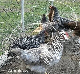 Amroksky