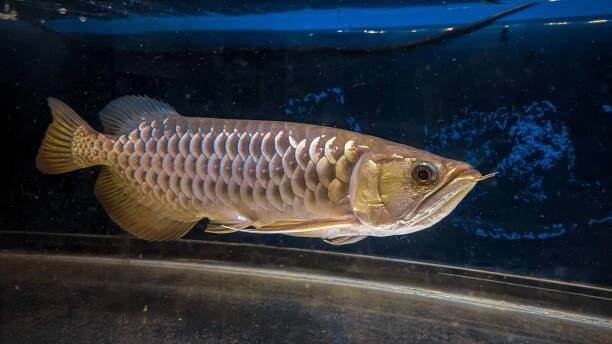 ryby arowana - arapaima velká - stock snímky, obrázky a fotky