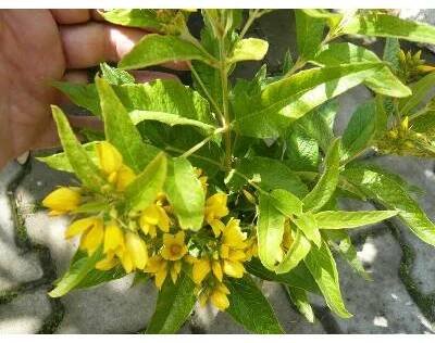 Vrbina - Lysimachia vulgaris Květník o průměru 9 cm