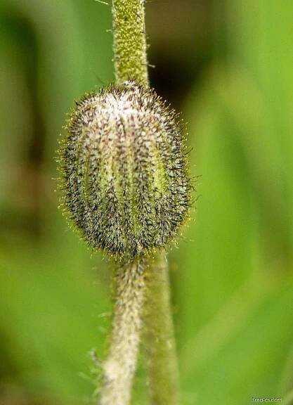 Jestřábník chlupáček (Pilosella officinarum)