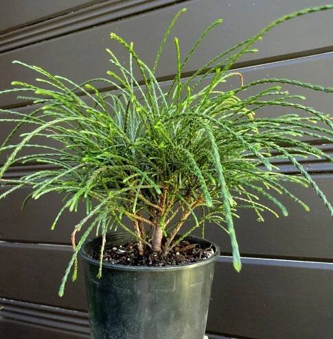 Thuja plicata 'Whipcord'