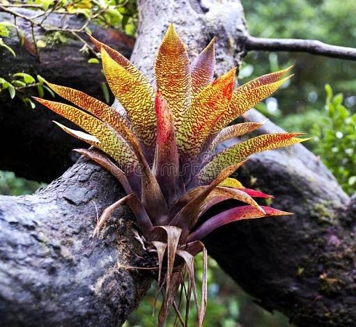 Bromelia stock images