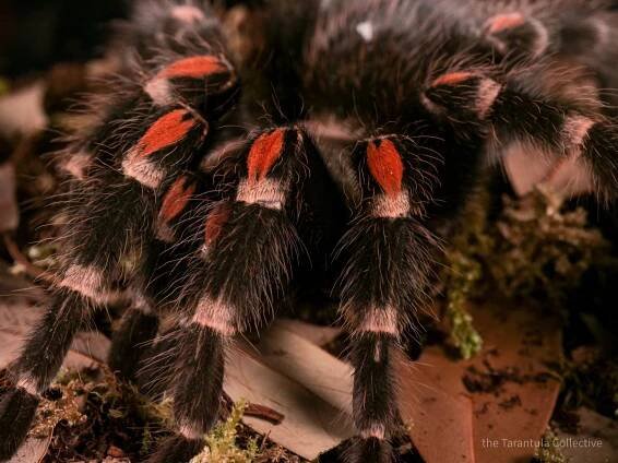 Mexican Flame Knee Tarantula (Brachypelma auratum) Care Sheet — The Tarantula Collective
