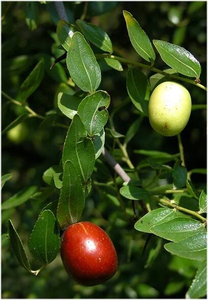 Ziziphus jujuba Mill. - Portale della Flora d'Italia / Portal to the Flora of Italy