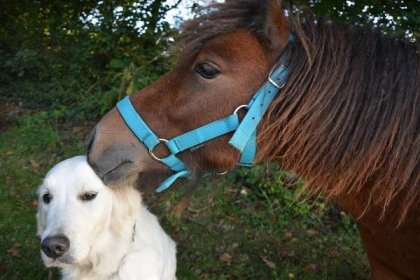 Kůň a pes: 7+1 nejlepších psích plemen pro majitele koní a kterým se raději vyhnout - ZeměZvířat.cz