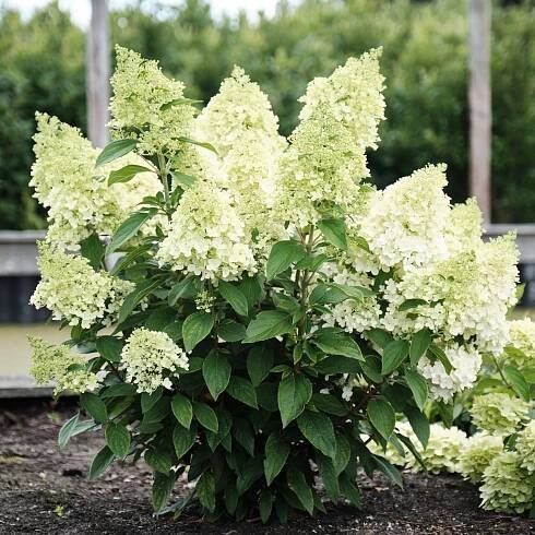 Hydrangea paniculata Magical® Matterhorn