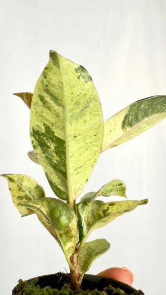 Ficus El Shivereana – fíkovník s unikátním zbarvením Výrobce ostatní