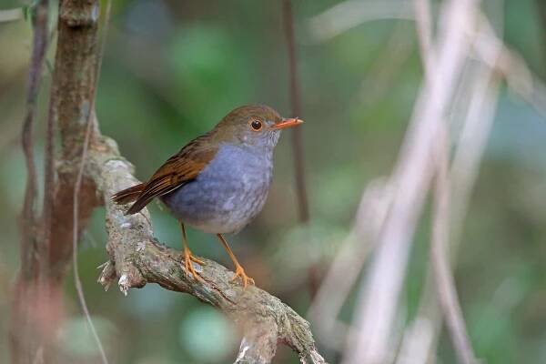 Orange-billed nightingale-thrush