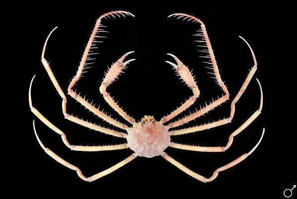 Crab Database · Krabi