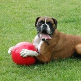 Boxer Dog with paws on Boomer ball dog toy