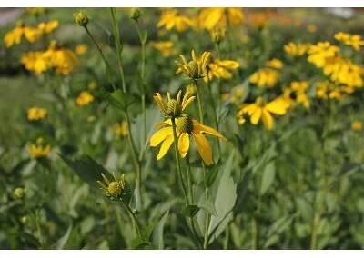 Třapatka lesklá 'Herbstsonne' - Rudbeckia nitida 'Herbstsonne' Květník o průměru 13 cm