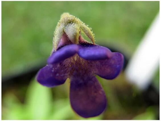 Tučnice modrá - Pinguicula Founcine-le-Bas - osivo tučnice - 15 ks