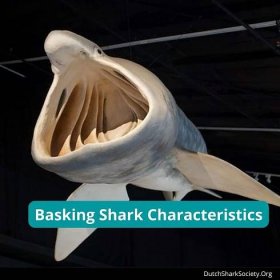 Basking Shark Characteristics