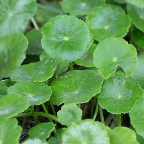 Gotu Kola – Pupečník asijský – Centella asiatica – osivo goty
