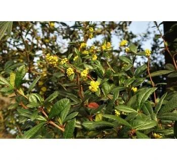 Dřišťál Juliin - Berberis julianae Kontejner o objemu 15 litrů velikost 60-80 cm