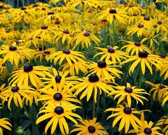 Yellow flowers of Rudbeckia 'Goldsturm'