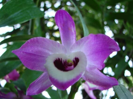 Dendrobium alkaloids