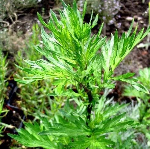 Beifuß, gemeiner - Artemisia vulgaris