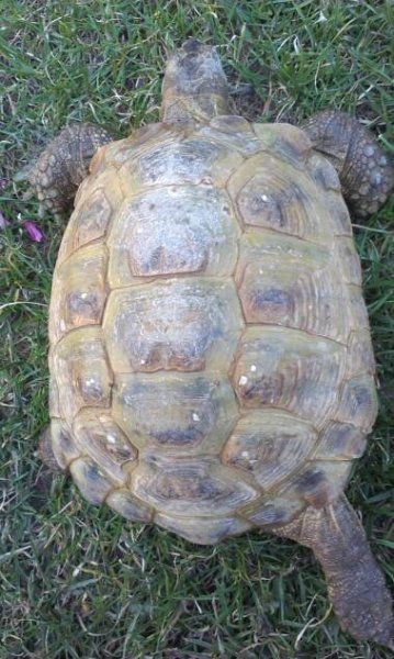 Marginata | Testudo horsfieldii – želva stepní