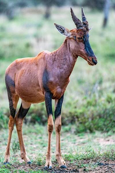 ORAVLA - Serengeti, Tanzania